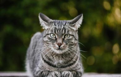 cat-is-laying-on-a-old-wooden-table.jpg